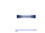 1X Equilibration/Wash Buffer (pH 7.0)