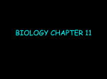 BIOLOGY CHAPTER 11 - calhoun.k12.al.us