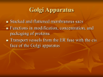 Golgi Apparatus