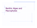 Benthic Algae and Macrophytes