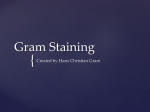Gram Staining - WordPress.com