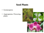 Lecture 12: Gymnosperms and Angiosperms
