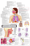 Respiratory Anatomy