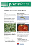 Common insect pests of strawberries