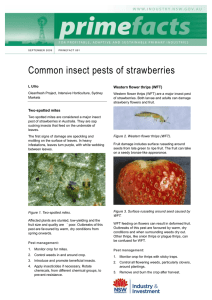 Common insect pests of strawberries