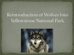 Reintroduction of Wolves Into Yellowstone National Park