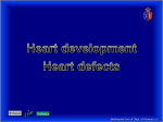 Heart development. Heart defects.