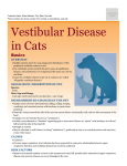 vestibular_disease_in_cats