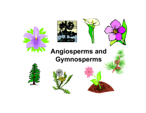 Angiosperms and Gymnosperms