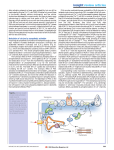 Modulation of calcium by sympathetic activation