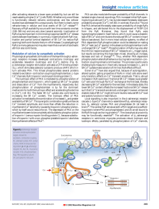 Modulation of calcium by sympathetic activation