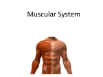 Muscular System lesson 3