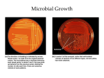 Microbial Growth