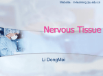 7. Nervous Tissue
