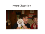 Heart dissection - School