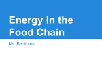 Energy in the Food Chain