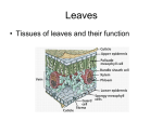 leaf structure transpiration translocation - aiss-biology-11