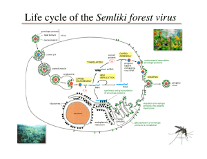 Life cycle of the Semliki forest virus