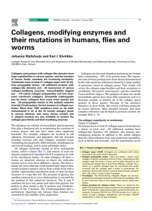 Collagens, modifying enzymes and their mutations in humans, flies