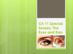 Ch 11 Special Senses: The Eyes and Ears