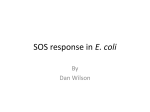 Sos response in E. coli
