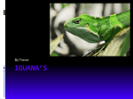 Iguana`s - hedges12