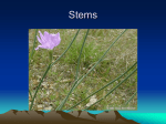 Stems