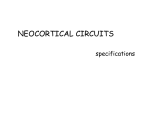 NEOCORTICAL CIRCUITS