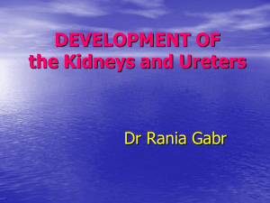 kidney and ureter