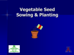 Vegetable Seed Sowing and Planting