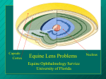 Equine Lens Problems - University of Florida