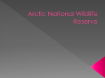 Arctic National Wildlife Reserve