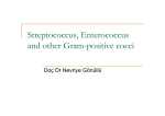 Streptococcus, Enterococcus and other Gram