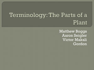 Terminology: The Parts of a Plant