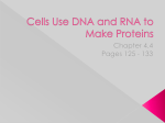 Cells Use DNA and RNA to Make Proteins