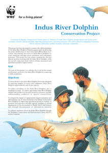 Indus River Dolphin