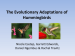 The Evolutionary Adaptations of Hummingbirds