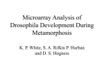 Microarray Analysis of Drosophila Development During