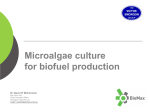 Microalgae culture for biofuel production - Asia