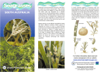 Seagrasses - Department of Environment, Water and Natural
