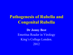 Pathogenesis of Rubella and Congenital Rubella