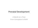 Prenatal Development Power Point