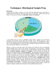 cell division - mitosis