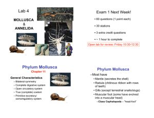 Lab 4 - Molluscs-Annelids