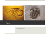 Fossils - Mrs. Sandoval Science