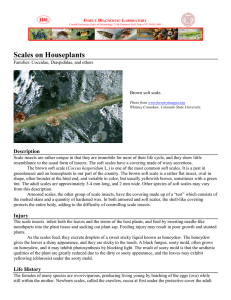 Scales on Houseplants - Insect Diagnostic Laboratory