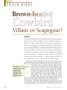 Brown-headed Cowbirds - American Birding Association