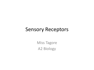 Sensory Receptors