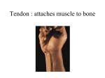 Tendon : attaches muscle to bone