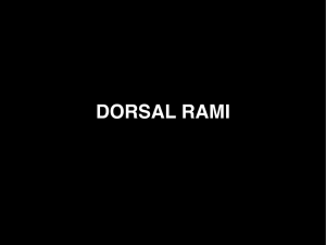 dorsal rami - Biology Courses Server